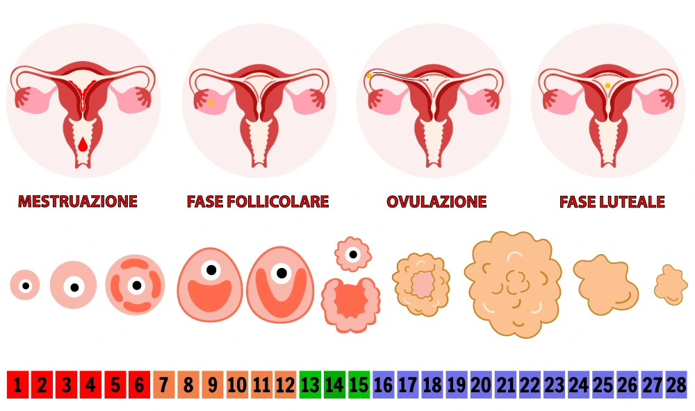 Fasi del ciclo mestruale e piacere sessuale